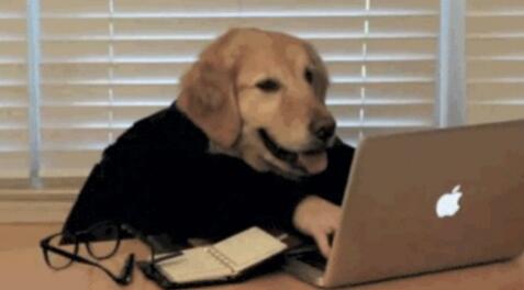 拍宠物小视频如何兼职赚钱的